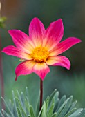 ANNE GODFREYS PRIVATE GARDEN, HERTFORDSHIRE. OWNER OF DAISY ROOTS NURSERY. CLOSE UP PLANT PORTRAIT OF PINK AND YELLOW FLOWER OF DAHLIA BRIGHT EYES - TUBER, TUBEROUS, SUMMER