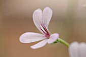 ANNE GODFREYS PRIVATE GARDEN, HERTFORDSHIRE. OWNER OF DAISY ROOTS NURSERY. CLOSE UP PLANT PORTRAIT OF THE FLOWER OF PELARGONIUM QUINQUELOBA TUM