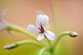 ANNE GODFREYS PRIVATE GARDEN, HERTFORDSHIRE. OWNER OF DAISY ROOTS NURSERY. CLOSE UP PLANT PORTRAIT OF THE FLOWER OF PELARGONIUM QUINQUELOBA TUM