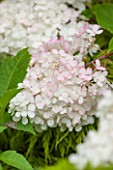 CLOSE UP PLANT PORTRAIT OF THE WHITE FLOWER OF HYDRANGEA PANICULATA VANILLE FRAISE RENHY - FLOWERS, SEPTEMBER, SHRUB, SHADE, SHRUBS, FLOWERING