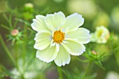 CLOSE UP PLANT PORTRAIT OF THE YELLOW FLOWER OF COSMOS BIPINNATUS XANTHOS AND RUBINATO MIXED   - FLOWERS, SEPTEMBER, ANNUAL, FLOWERING