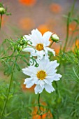 CLOSE UP PLANT PORTRAIT OF THE WHITE FLOWERS OF COSMOS BIPINNATUS COUBLE CLICK SNOW PUFF ( DOUBLE CLICK SERIES )  - FLOWER, SEPTEMBER, ANNUAL, FLOWERING