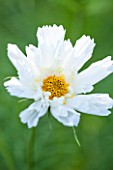 CLOSE UP PLANT PORTRAIT OF THE WHITE FLOWER OF COSMOS BIPINNATUS COUBLE CLICK SNOW PUFF ( DOUBLE CLICK SERIES )  - FLOWER, SEPTEMBER, ANNUAL, FLOWERING