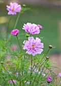 CLOSE UP PLANT PORTRAIT OF THE PINK FLOWERS OF COSMOS BIPINNATUS COUBLE CLICK ROSE BONBON ( DOUBLE CLICK SERIES )  - FLOWER, SEPTEMBER, ANNUAL, FLOWERING