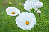 CLOSE UP PLANT PORTRAIT OF THE WHITE FLOWERS OF COSMOS BIPINNATUS CUPCAKES WHITE - FLOWER, SEPTEMBER, ANNUAL, FLOWERING