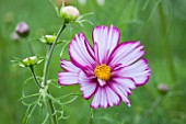 CLOSE UP PLANT PORTRAIT OF THE PINK FLOWER OF COSMOS BIPINNATUS ( RAZZMATAZZ MIXED ),  FLOWER, SEPTEMBER, ANNUAL, FLOWERING