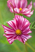CLOSE UP PLANT PORTRAIT OF THE PINK AND WHITE SRIPED FLOWER OF COSMOS VELOUETTE - FLOWER, SEPTEMBER, ANNUAL, FLOWERING, STRIPE