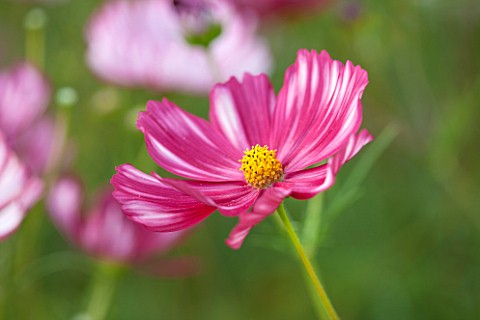 CLOSE_UP_PLANT_PORTRAIT_OF_THE_PINK_AND_WHITE_SRIPED_FLOWER_OF_COSMOS_VELOUETTE__FLOWER_SEPTEMBER_AN