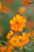 CLOSE UP PLANT PORTRAIT OF THE ORANGE FLOWER OF COSMOS SULPHUREUS (KLONDIKE MIXED ) - FLOWER, SEPTEMBER, ANNUAL, FLOWERING