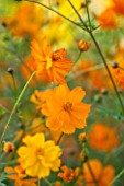 CLOSE UP PLANT PORTRAIT OF THE ORANGE FLOWER OF COSMOS SULPHUREUS ( KLONDIKE MIXED ) - FLOWER, SEPTEMBER, ANNUAL, FLOWERING