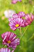 CLOSE UP PLANT PORTRAIT OF THE PINK AND WHITE SRIPED FLOWERS OF COSMOS BIPINNATUS VELOUETTE- FLOWER, SEPTEMBER, ANNUAL, FLOWERING