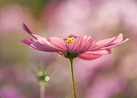 CLOSE_UP_PLANT_PORTRAIT_OF_THE_PINK_FLOWERS_OF_COSMOS_BIPINNATUS_RUBENZA__FLOWER_SEPTEMBER_ANNUAL_FL