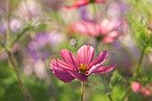 CLOSE UP PLANT PORTRAIT OF THE PINK FLOWERS OF COSMOS BIPINNATUS RUBENZA - FLOWER, SEPTEMBER, ANNUAL, FLOWERING