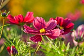 CLOSE UP PLANT PORTRAIT OF THE PINK FLOWER OF COSMOS BIPINNATUS RUBENZA. FLOWERS, PETAL, PETALS, FLOWERING, SEPTEMBER, ANNUAL, RED