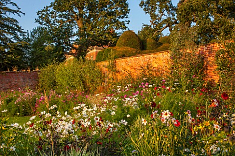 KELMARSH_HALL_NORTHAMPTONSHIRETHE_WALLED_GARDEN_WITH_LATE_SUMMER_DISPLAY_OF_DAHLIAS_INCL_BISHOP_OF_A