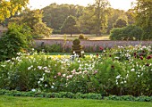 KELMARSH HALL, NORTHAMPTONSHIRE: EVENING SUNLIGHT ON DAHLIA BORDER IN WALLED GARDEN WITH PARK PRINCESS,JAN LENNON,ADMIRAL RAWLINGS, ICE QUEEN & MOOR PLACE.WITH WHITE COSMOS