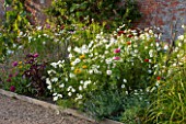 KELMARSH HALL, NORTHAMPTONSHIRE: LATE SUMMER BORDER IN WALLED GARDEN WITH WHITE COSMOS, AMARANTHUS MEKONG RED, ZINNIAS AND NEPETA. EDGING, PATH
