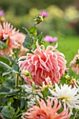 KELMARSH HALL, NORTHAMPTONSHIRE: CLOSE UP OF SALMON PINK DAHLIA PREFERENCE (CACTUS). FLOWER, PLANT PORTRAIT, PERENNIAL, TUBER