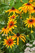 KELMARSH HALL, NORTHAMPTONSHIRE: RUDBECKIA HIRTA IN BORDER, PERENNIAL, LATE SUMMER, PLANT PORTRAIT, ORANGE AND YELLOW FLOWERS