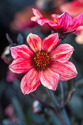 THE_SALUTATION_GARDEN_KENT_CLOSE_UP_PLANT_PORTRAIT_OF_THE_RED_FLOWER_OF_DAHLIA_RED_FLAME__FLOWERS_DA