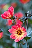 THE SALUTATION GARDEN, KENT: CLOSE UP PLANT PORTRAIT OF THE PINK AND YELLOW FLOWER OF DAHLIA TWYNINGS REVEL - FLOWERS, DAHLIAS, SUMMER, TENDER, PERENNIALS, PETAL, PETAL