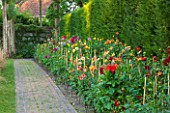 THE SALUTATION GARDEN, KENT: DAHLIAS GROWING IN A BORDER BESIDE HEDGE AND PATH - ANNUAL, ANNUALS, CUTTING, FLOWERS, FLOWER, LATE SUMMER