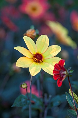 THE_SALUTATION_GARDEN_KENT_CLOSE_UP_PLANT_PORTRAIT_OF_THE_YELLOW_FLOWER_OF_DAHLIA__BISHOP_OF_YORK___