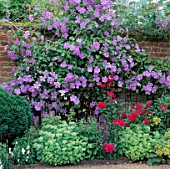 CLEMATIS PERLE DAZURE CLIMBS OVER WALL ONTO PHLOX STARFIRE AND SEDUM SPECTABILE .  VALE END  SURREY.