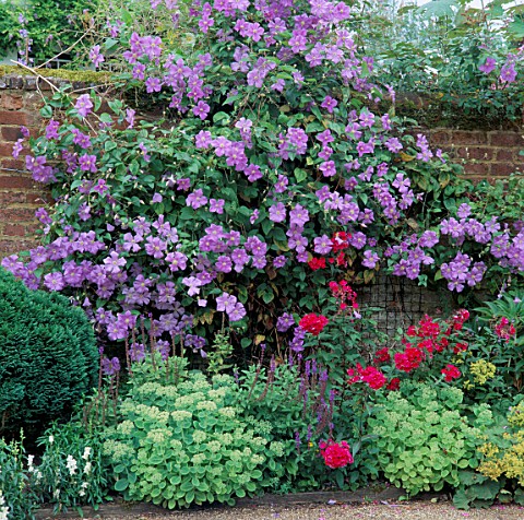 CLEMATIS_PERLE_DAZURE_CLIMBS_OVER_WALL_ONTO_PHLOX_STARFIRE_AND_SEDUM_SPECTABILE___VALE_END__SURREY