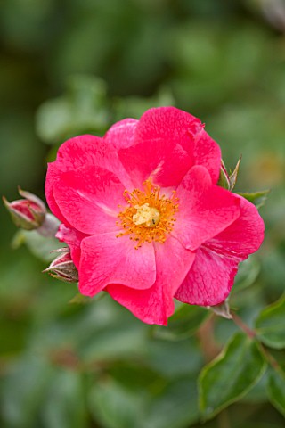 CLOSE_UP_PLANT_PORTRAIT_OF_THE_PINK_FLOWER_OF_ROSE__ROSA_WILD_THING_JACTOOSE__FLOWERS_PETAL_PETALS_S