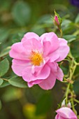 CLOSE UP PLANT PORTRAIT OF THE PINK FLOWER OF DAVID AUSTIN ROSE - ROSA CARIAD AUSPANNIER - FLOWERS, PETAL, PETALS, SUMMER, SCENT, SCENTED, FRAGRANT, FRAGRANCE, SHRUB, ENGLISH