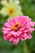 CLOSE UP PLANT PORTRAIT OF THE PINK FLOWER OF ZINNIA ELEGANS ( GIANT DOUBLE MIXED ) - SUMMER, PETAL, PETALS, FLOWERING