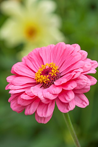 CLOSE_UP_PLANT_PORTRAIT_OF_THE_PINK_FLOWER_OF_ZINNIA_ELEGANS__GIANT_DOUBLE_MIXED___SUMMER_PETAL_PETA