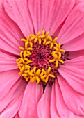 CLOSE UP PLANT PORTRAIT OF THE PINK FLOWER OF ZINNIA ELEGANS ( GIANT DOUBLE MIXED ) - SUMMER, PETAL, PETALS, FLOWERING, CENTRE