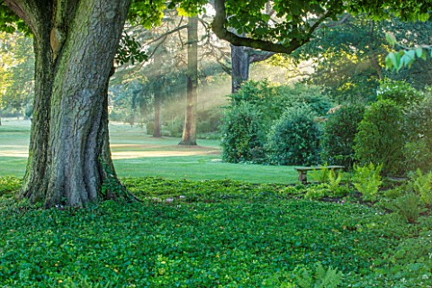 MORTON_HALL_GARDENS_WORCESTERSHIRE_VIEW_OUT_TO_PARKLAND_AT_SUNRISE__TREES_LAWN_SUNLIGHT_CLASSIC_GARD