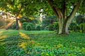MORTON HALL GARDENS, WORCESTERSHIRE: VIEW OUT TO PARKLAND AT SUNRISE - TREES, LAWN, SUNLIGHT, CLASSIC, GARDEN, COUNTRY, ENGLISH, CHESTNUT TREE, FERNS, STONE, BENCH