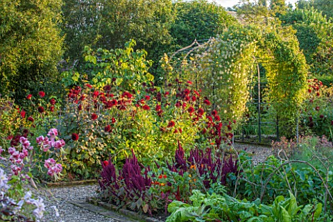 MORTON_HALL_GARDENS_WORCESTERSHIRE_KITCHEN_GARDEN_IN_LATE_SUMMER_BEDS_WITH_AMARANTHUS_CALENDULA_WALL