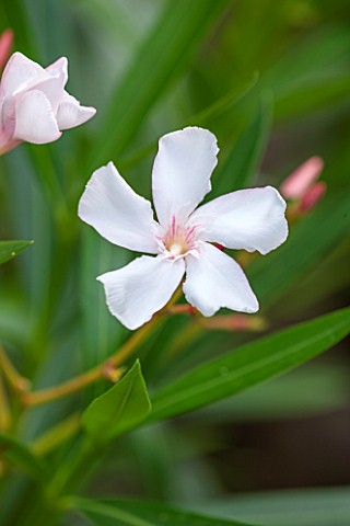 THE_OLD_BAKEHOUSE_SHERE_SURREY_CLOSE_UP_PLANT_PORTRAIT_OF_WHITE_FLOWER_OF_OLEANDER_DROUGHT_TOLERANT_