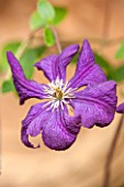 THE OLD BAKEHOUSE, SHERE, SURREY: CLOSE UP PLANT PORTRAIT OF BLUE, PURPLE FLOWER OF CLEMATIS