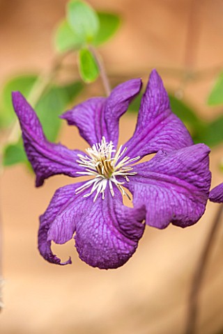 THE_OLD_BAKEHOUSE_SHERE_SURREY_CLOSE_UP_PLANT_PORTRAIT_OF_BLUE_PURPLE_FLOWER_OF_CLEMATIS