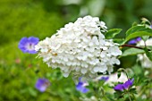 THE OLD BAKEHOUSE, SHERE, SURREY: CLOSE UP PLANT PORTRAIT OF WHITE FLOWER OF HYDRANGEA PANICULATA VANILLE FRAISE. SHRUB, FLOWERS