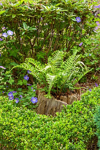 THE_OLD_BAKEHOUSE_SHERE_SURREY_SMALL_TOWN_GARDEN_FERN_GROWING_OUT_OF_TREE_TRUNK_BOX_HEDGING_HEDGE_GR