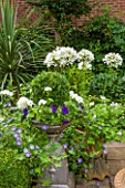 THE OLD BAKEHOUSE, SHERE, SURREY: SMALL TOWN GARDEN, METAL ONTAINER WITH BOX BALL, AGAPANTHUS AFRICANA ALBUS, GERANIUM ROZANNE, CRANESBILL, GREEN, FORMAL