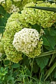 THE OLD BAKEHOUSE, SHERE, SURREY: CLOSE UP PLANT PORTRAIT OF WHITE, GREEN FLOWER OF HYDRANGEA ARBORESCENS ANNABELLE. SHRUB, FLOWERS