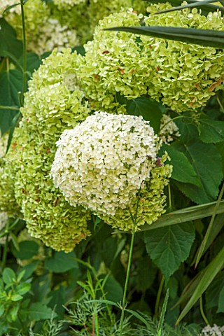 THE_OLD_BAKEHOUSE_SHERE_SURREY_CLOSE_UP_PLANT_PORTRAIT_OF_WHITE_GREEN_FLOWER_OF_HYDRANGEA_ARBORESCEN