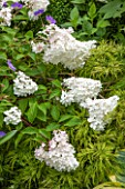 THE OLD BAKEHOUSE, SHERE, SURREY: CLOSE UP PLANT PORTRAIT OF WHITE FLOWER OF HYDRANGEA PANICULATA VANILLE FRAISE. SHRUB, FLOWERS
