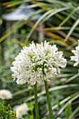 THE OLD BAKEHOUSE, SHERE, SURREY: CLOSE UP PLANT PORTRAIT OF WHITE FLOWER OF AGAPANTHUS AFRICANUS ALBUS. SHRUB, FLOWERS
