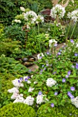 THE OLD BAKEHOUSE, SHERE, SURREY: SMALL TOWN GARDEN, GREEN BORDER OF HYDRANGEA PANICULATA VANILLE FRAISE, AGAPANTHUS AFRICANUS ALBUS AND GERANIUM ROZANNE