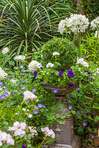 THE_OLD_BAKEHOUSE_SHERE_SURREY_SMALL_TOWN_GARDEN_METAL_ONTAINER_WITH_BOX_BALL_AGAPANTHUS_AFRICANA_AL
