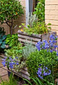 THE OLD BAKEHOUSE, SHERE, SURREY: SMALL TOWN GARDEN, WOODEN HERB CONTAINERS AGAINST WALL WITH BLUE AGAPANTHUS